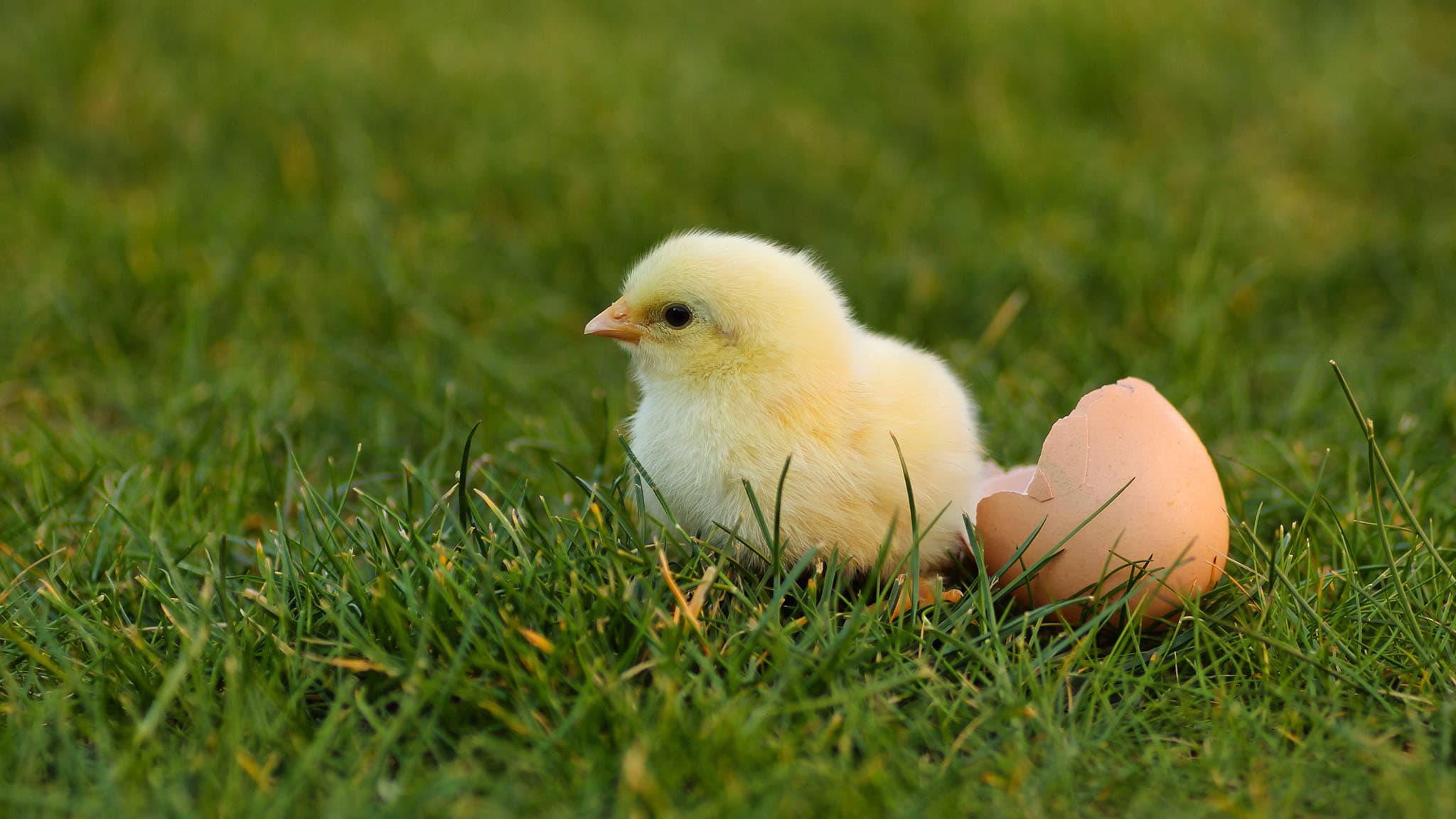Photograph Of Fluffy Baby Chick Stepping Away From One Half Of A Broken Eggshell