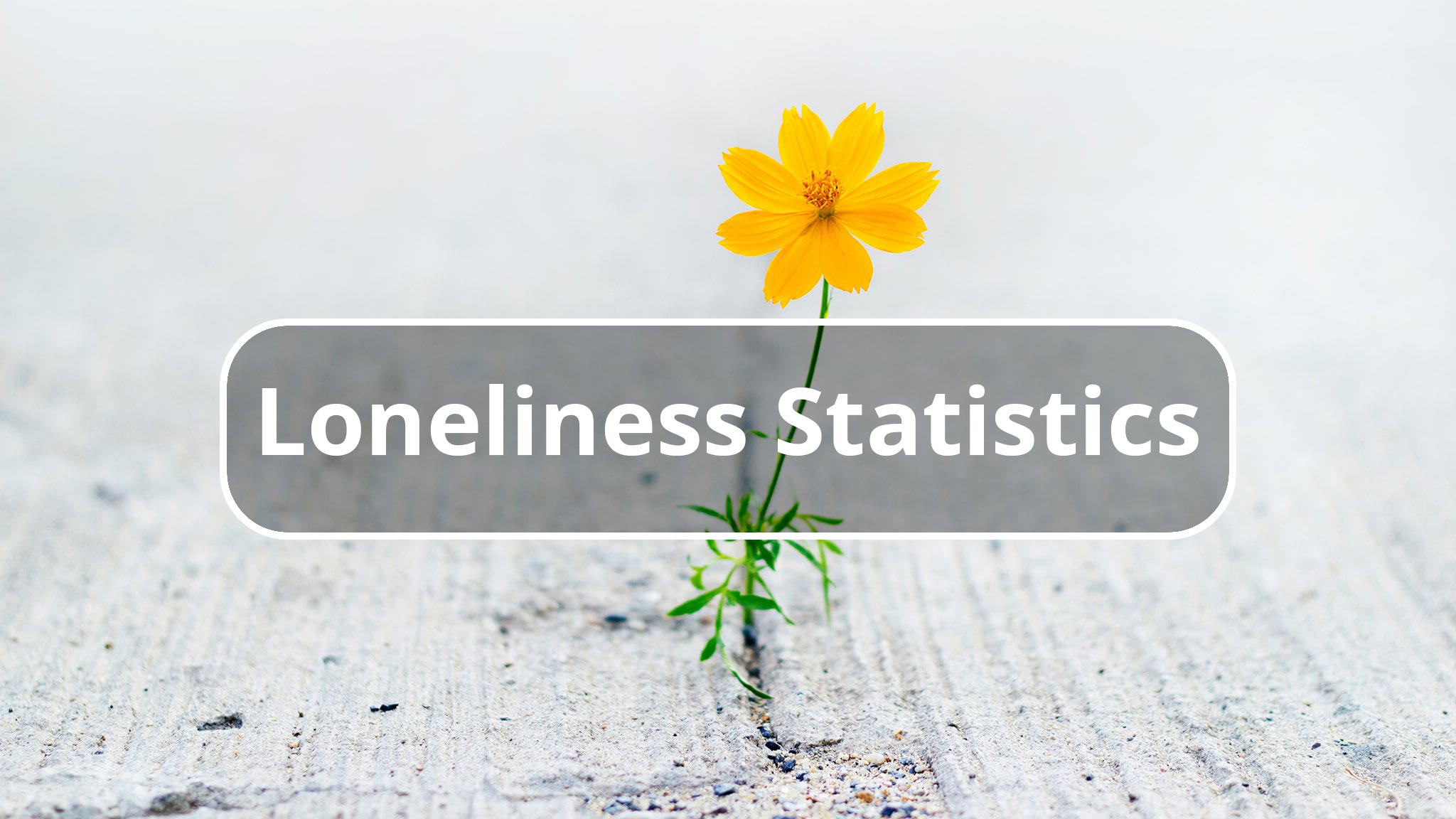 Yellow Flower Growing Up Through Sidewalk Crack With "Loneliness Statistics" Text