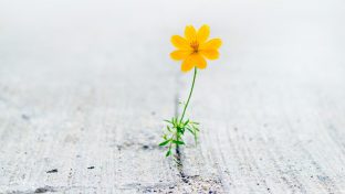 Photograph Of An Orange Flower Growing In A Crack On A Sidewalk Signifying Loneliness And Isolation