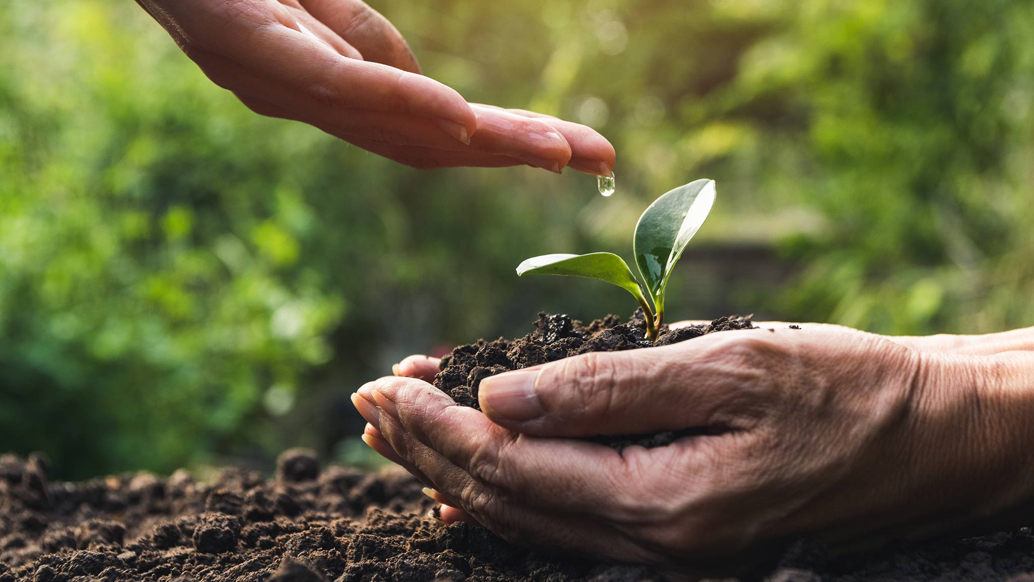 photo of a young hand dripping water onto an old hand to nurture a baby plant, young helping the old concept